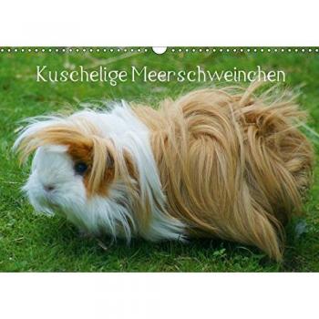 Kuschelige Meerschweinchen