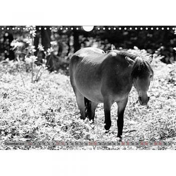 Die letzten Wildpferde Exmoor Ponys