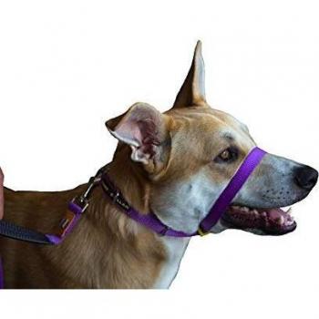 Purple Paws Headgear