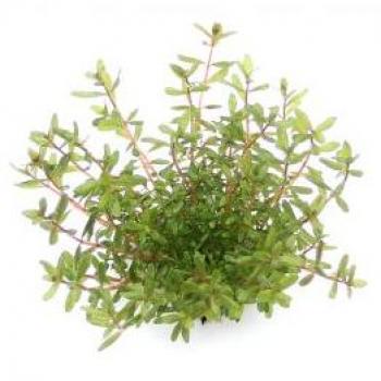 Rotala rotundifolia Laos Plante aquatique Dennerle