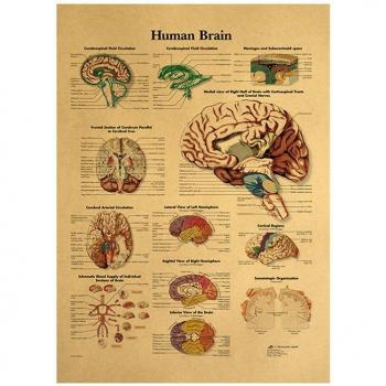 Human Body Brain Illustration Coffee Sign