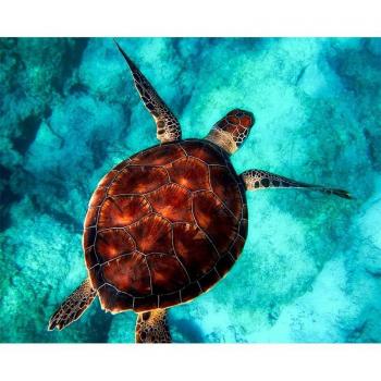 Kit Diamant Point de Croix : Tête de Tortue Marine, Décor Mosaïque 20 cm × 30 cm
