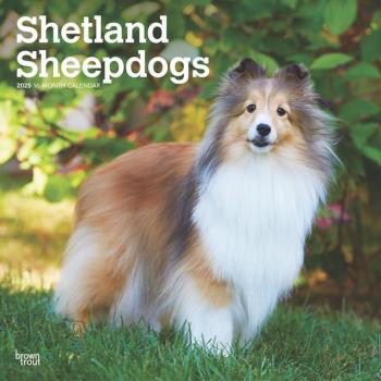 Shetland Sheepdogs Calendar 2025