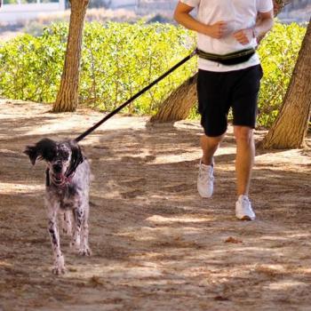 Fascia Corrida Ibanez On‑Go Con Tasche