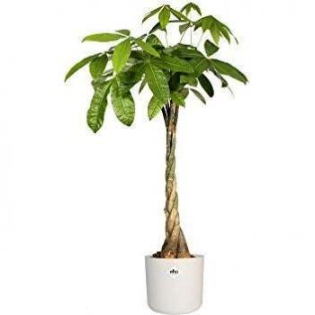 Bouteille Florale ELHO B.for Soft Rond 35 – Blanc – Éco‑friendly