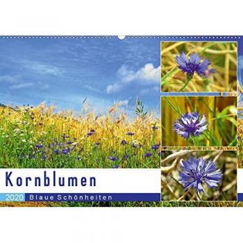Kornblumen
