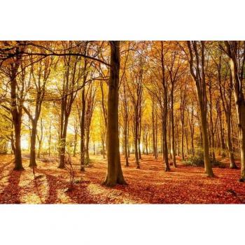 Papermoon Wanddekoration Herbstwald
