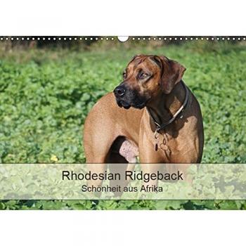Rhodesian Ridgeback Schönheit aus Afrika