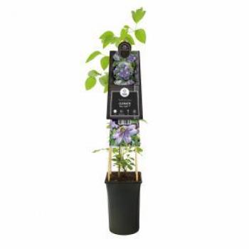 Clematis Blue Light PBR