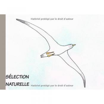 Sélection Naturelle