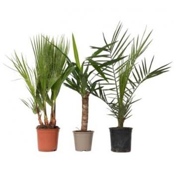 Indoor Palm Pack 6 – Mélange Phoenix/Yucca/Washingtonia (H 50‑70 cm, ⌀14 cm)