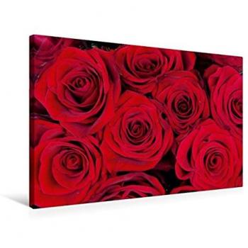 Premium Textil-Leinwand „Rot Rosen“ – 75 cm × 50 cm, Calvendo