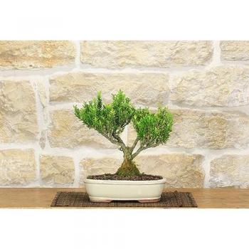 Bonsai Bosso Harlandii