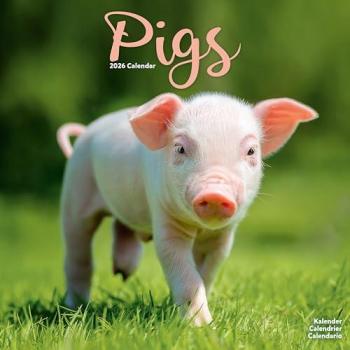 Pigs Calendar 2026  Square Farm Animal Wall Calendar