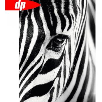 Home Decor Zebra Diamond Picture – 20×30 cm, 5D