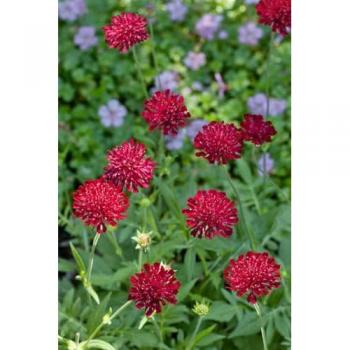Knautia macedonica “Mars Midget” – Purpurblüte, 9 × 9 cm Topf