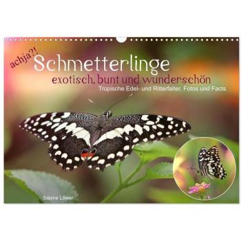 achja?! Schmetterlinge exotisch bunt und wunderschön (Wandkalender 2025 DIN A3 quer) CALVENDO Monatskalender