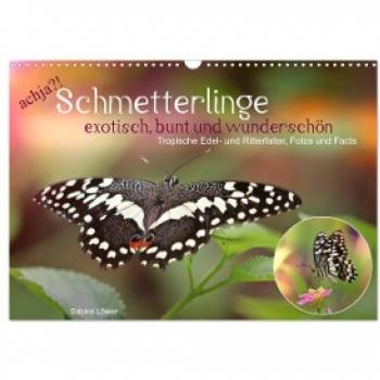 achja?! Schmetterlinge exotisch bunt und wunderschön (Wandkalender 2024 DIN A3 quer) CALVENDO Monatskalender