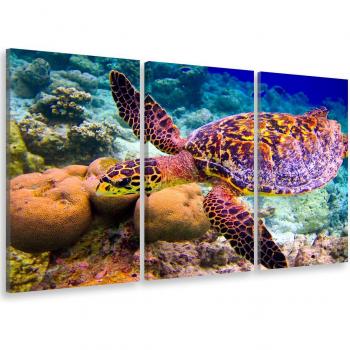 Oceano Triptyque: Tortue & Récif, 90x60 cm – Hxadeco