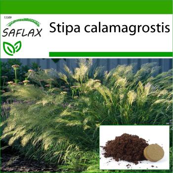 Safflax Feather Grass Seeds – 50 Count with Cultivation Substrate