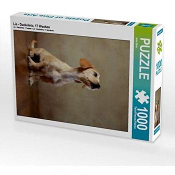 Calvendo Lio Foto-Puzzle: Dackelmix 1000 Stück 17 Wochen