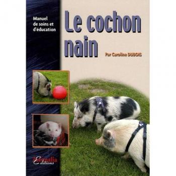 Le cochon nain