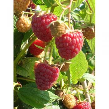 Framboisier – FRAMBOISIER Scepter – C 3 L – Fruits rouges remontants – Soleil – Mi‑ombre