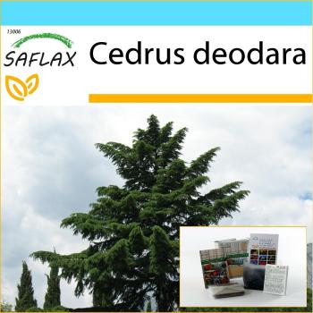 SAFLAX
