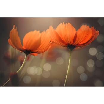 Papermoon Wandbild „Photo Art VU THIEN VU – Freunde“