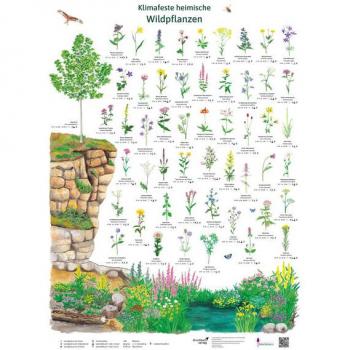 Krüger, Dirk: Klimafeste heimische Wildpflanzen