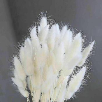 Hierba de Conejo 50pcs – Ramas Blancas para Cultivo