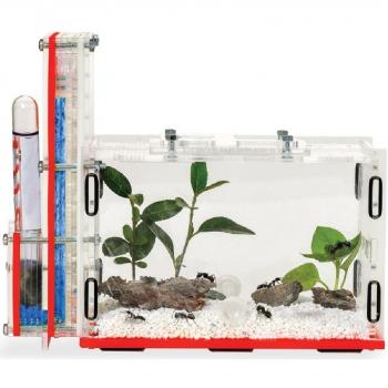 DIY Ant Farm with Feeding Area
