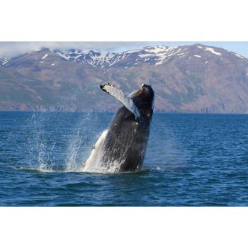 Papermoon Fototapete „Wasserwelt XXL – Orca, Delfin und Insel im Ozean“