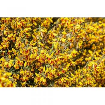 Cytisus scoparius 'Drachenzauber'
