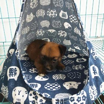 Comfortable Pet Hammock Bed