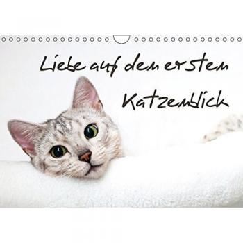 Liebe auf den ersten Katzenblick