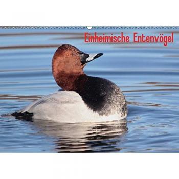 Einheimische Entenvögel
