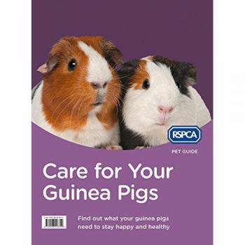 Care for Your Guinea Pigs Rspca