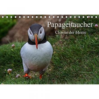 Papageitaucher Clowns der Meere