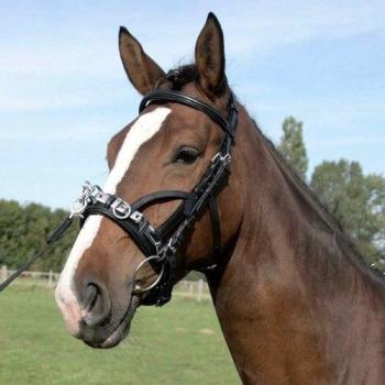 Waldhausen Leather Black Cob Saddle