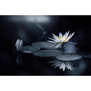 Papermoon Fotodrucktapete – „Takashi Suzuki Photo‑Art: Betrachten“