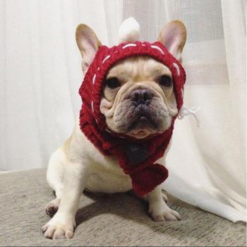 Dog Accessories for Small Dogs