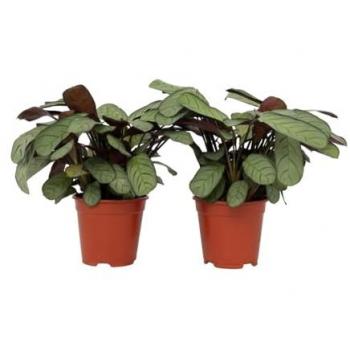 Blumenzauber