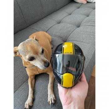 Casco Mini Moto para Perros y Gatos