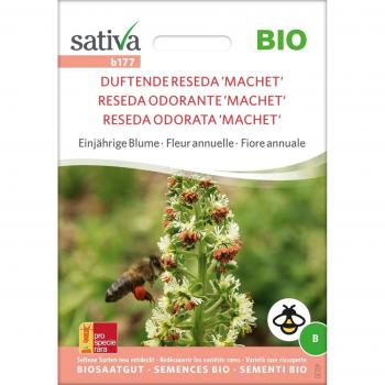 Fiore di Reseda Annua Sativa Machet Bio