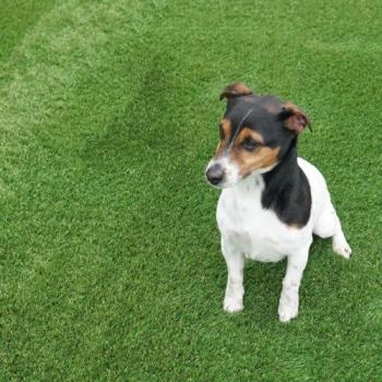 Landscape 45mm Synthetic Turf