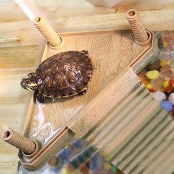 Turtle Floating Platform