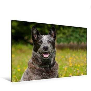 Leinwanddruck 120 × 80 cm – Australian Cattle Dog Power (Querverhältnis) auf Keilrahmen