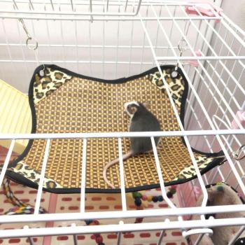 Rattan Small Animal Sleeping House