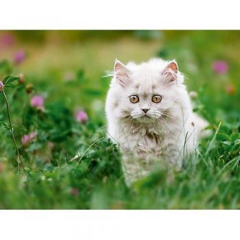 CALVENDO Puzzle Katzenkinder